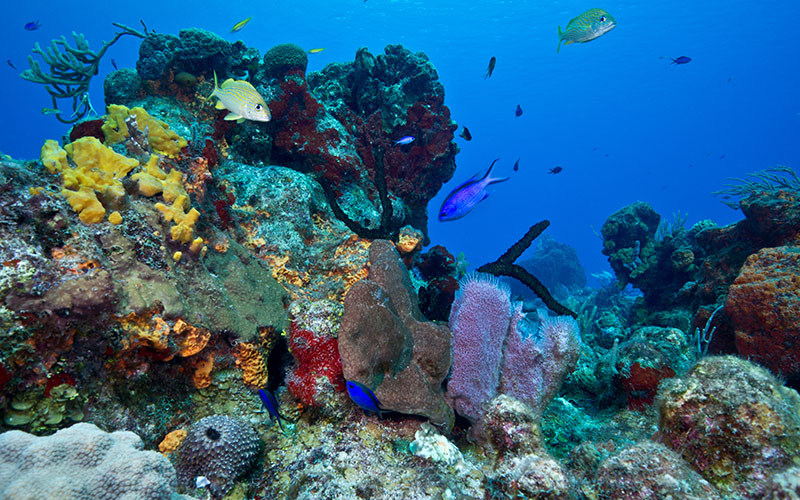 Yucatan study shows how resilient the coral reef really is