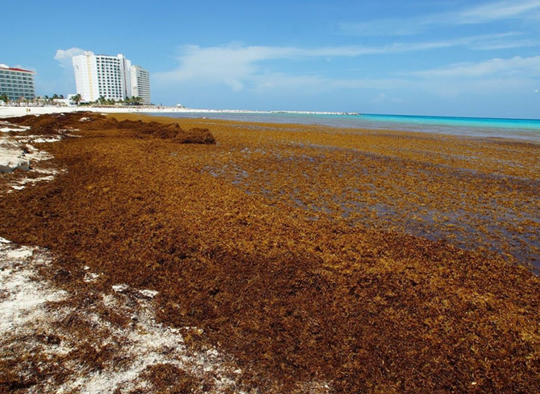Sargassum returns Unsightly algae returns to the Riviera Maya