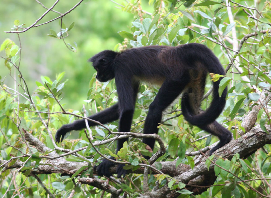 examples of rough drafts for spider monkeys