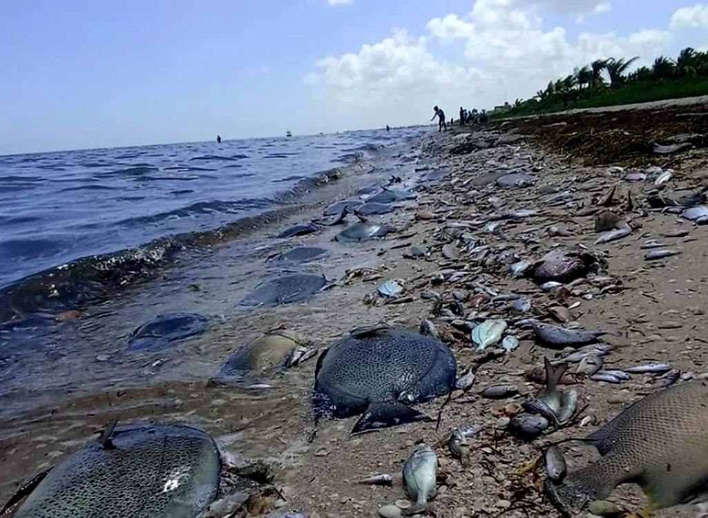 Does Yucatán’s red tide mean seafood isn’t safe to eat?