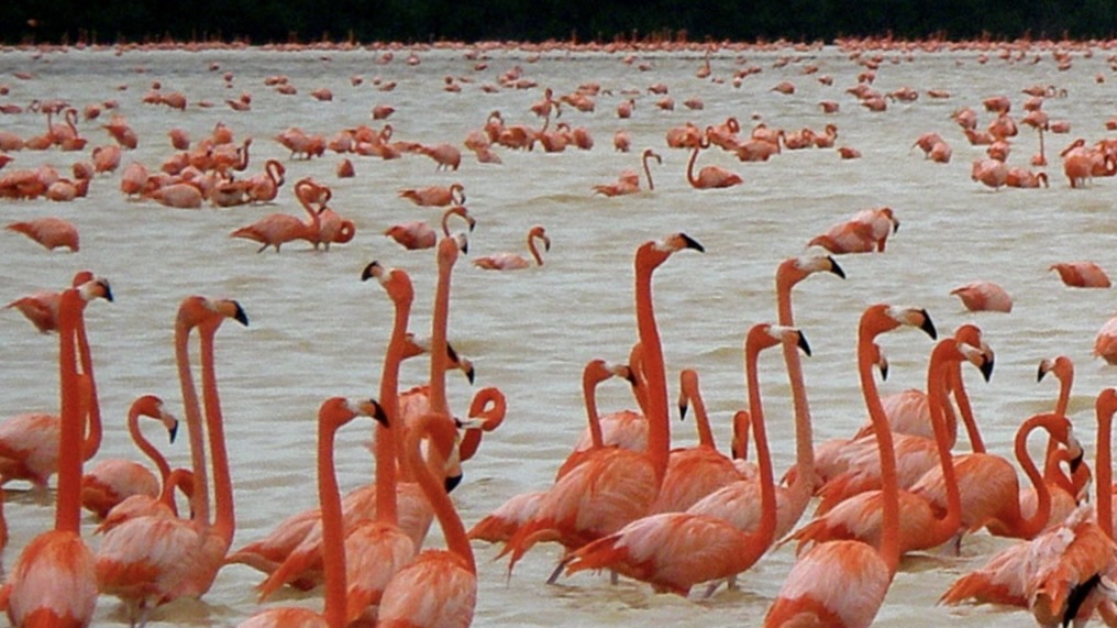 Flamingos at Celestún Biosphere Reserve one of the best day trips from Merida